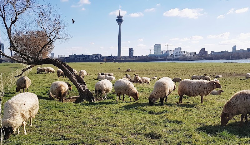 Rheinwiesen Oberkassel