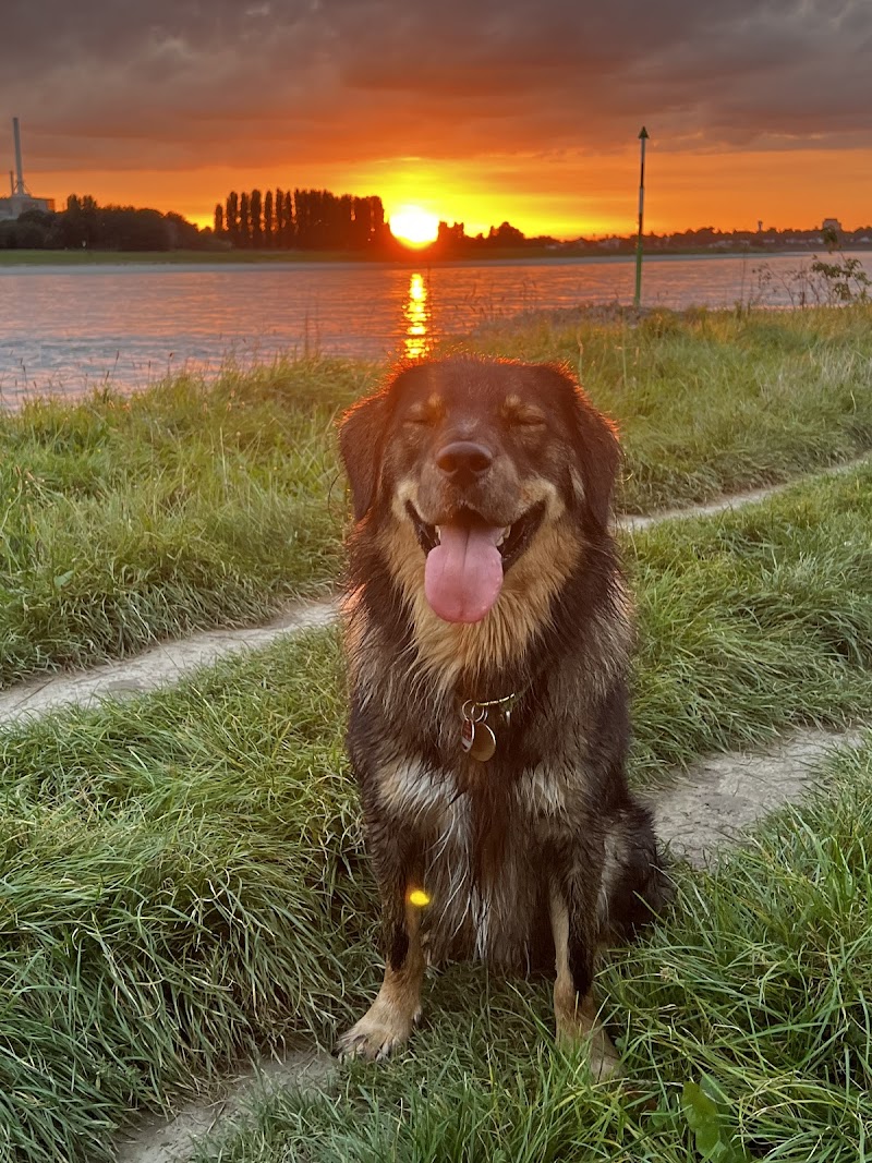 Stadtwölfe Düsseldorf