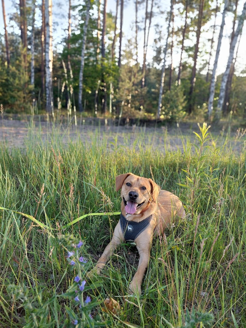 Hundeschule-Düsseldorf-Süd; zertifizierte Hundetrainerin und Hundeverhaltensberaterin durch die Tierärztekammer SH