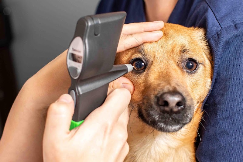 Tierarztpraxis Düsselpfoten Dr. Hoelper & Dr. Wuchert | Tierarzt Düsseldorf