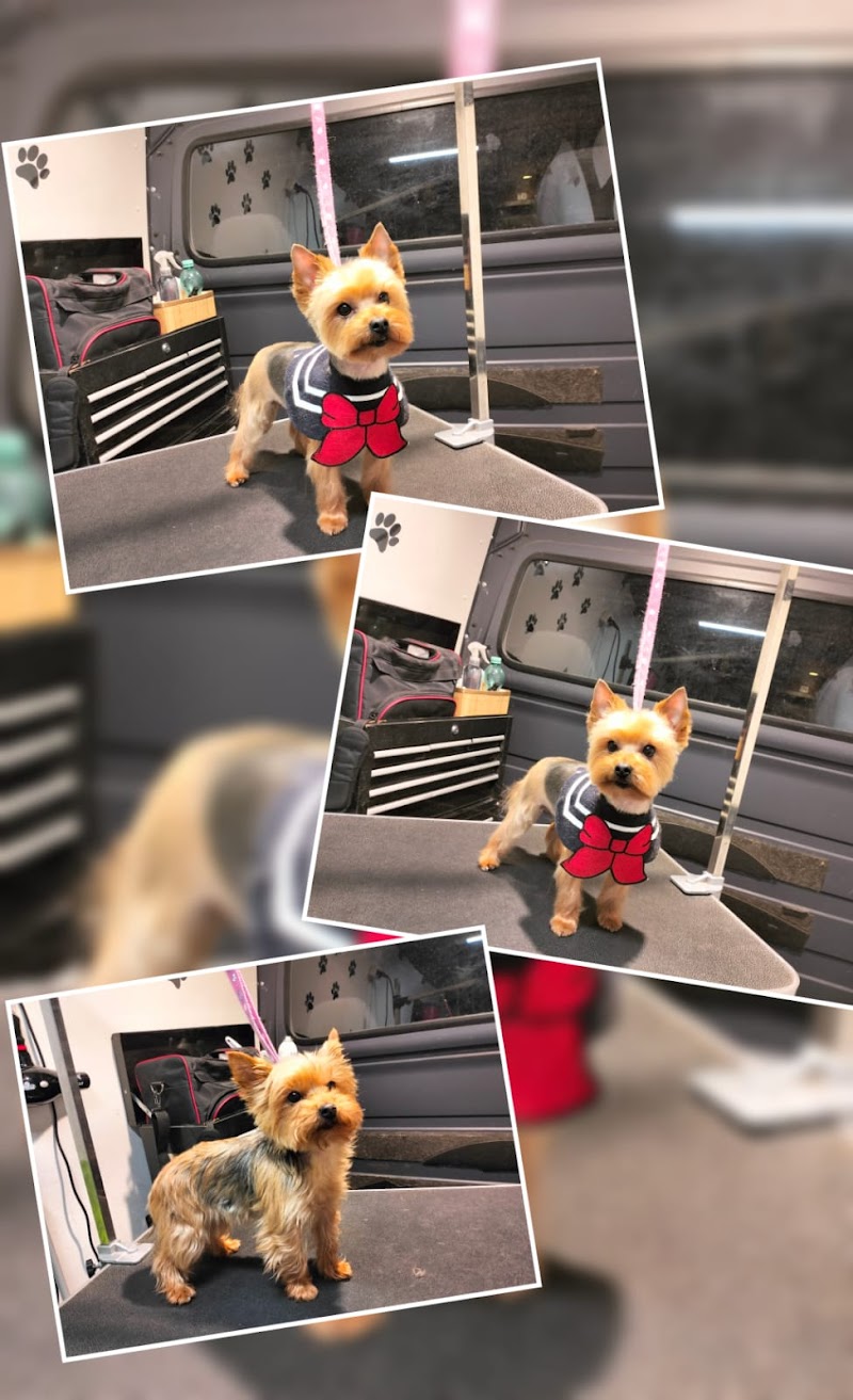 Hundesalon „Pongo“