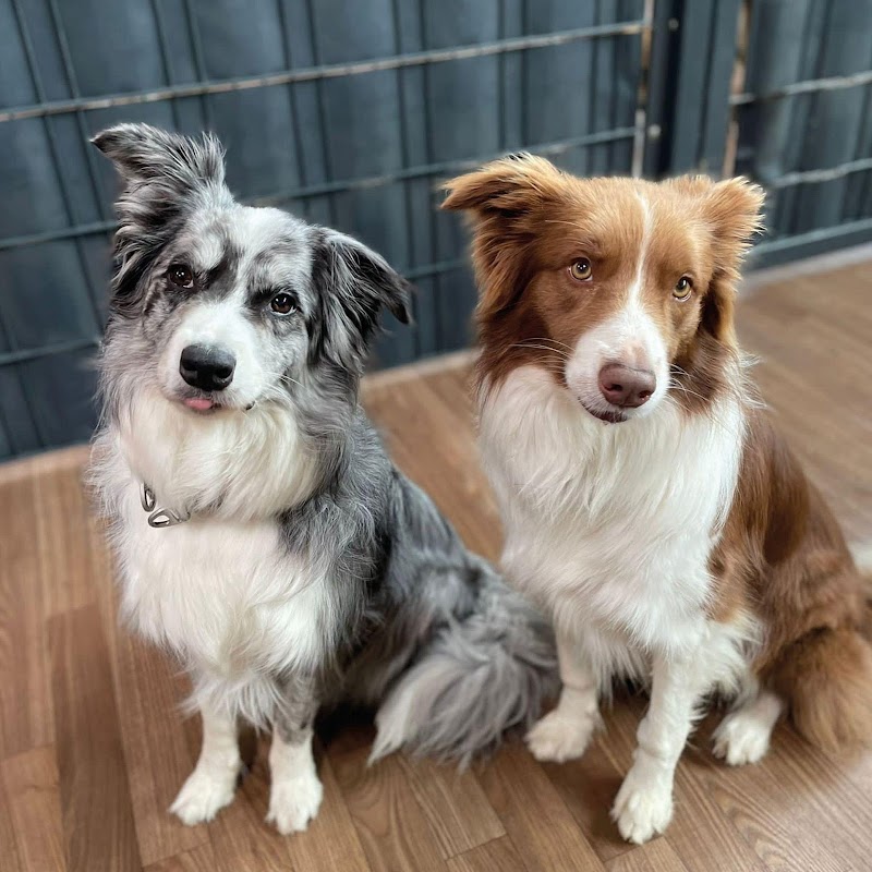 Städtische Hundeauslauffläche