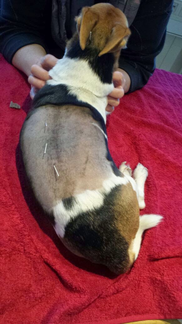 Hundephysiotherapie Dogfidel