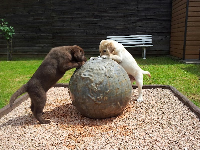 Urban Hunting Dogs Hundetraining