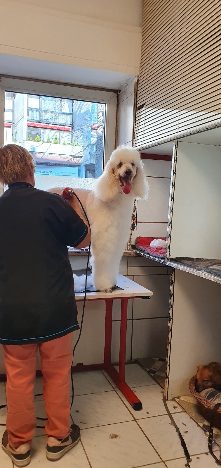 Beate‘s Hundesalon