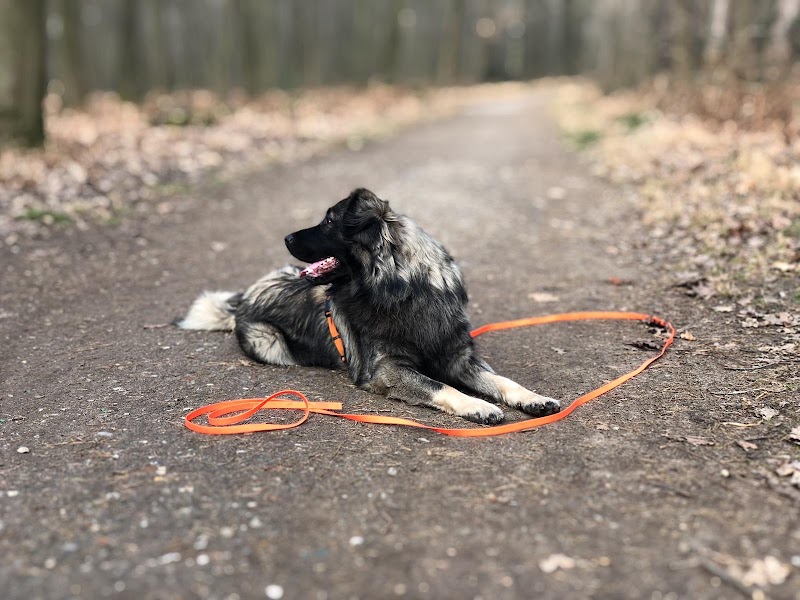 hundeschüler münster