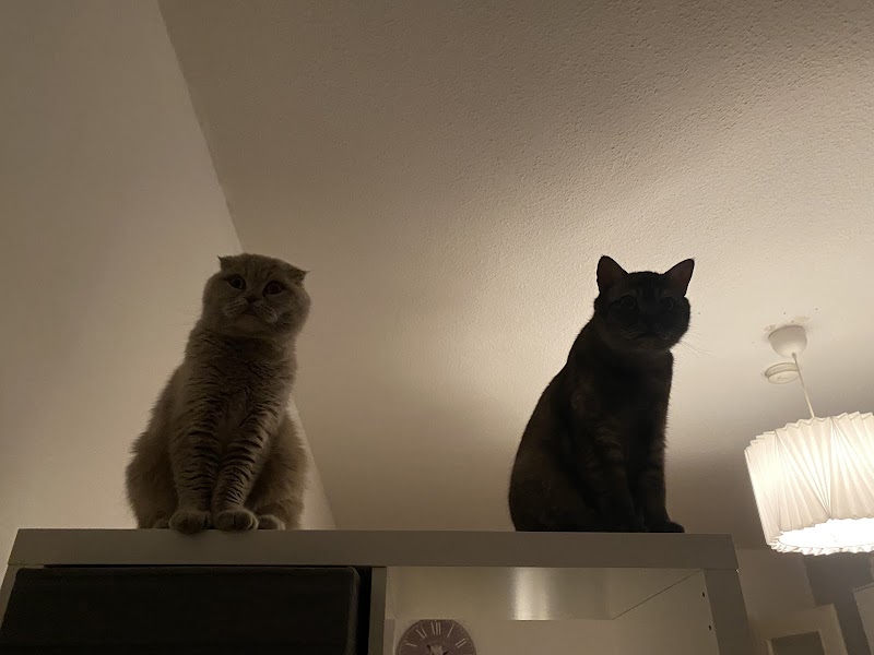 Dr.med.vet. Hassan Alhason Tierarzt