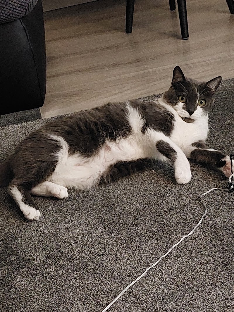 felmo mobiler Tierarzt Düsseldorf