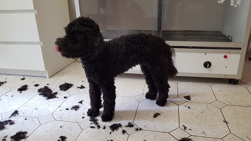 Susi's Hundestübchen