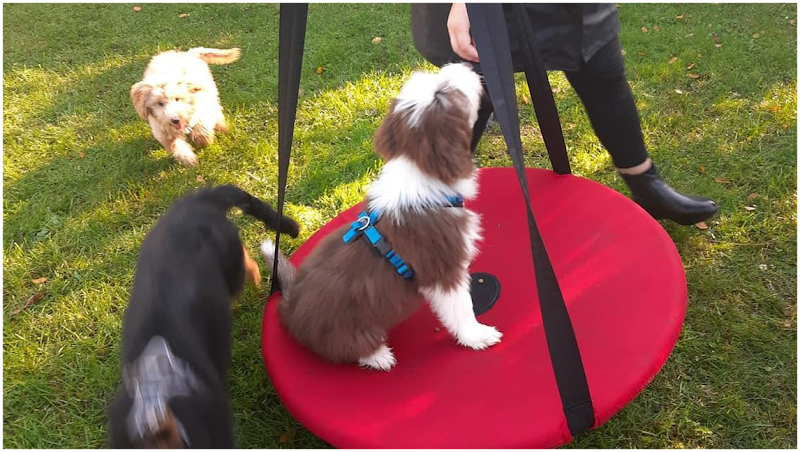 DGHunde, Hundeschule, Welpenschule & Verhaltensberatung Düsseldorf