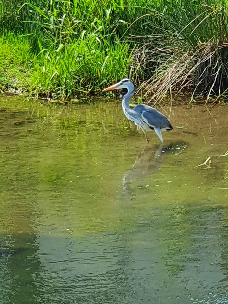 Hundewiese - Düsselschleife