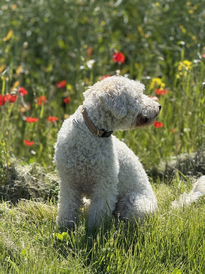 Gauls Waltraud Tierarztpraxis