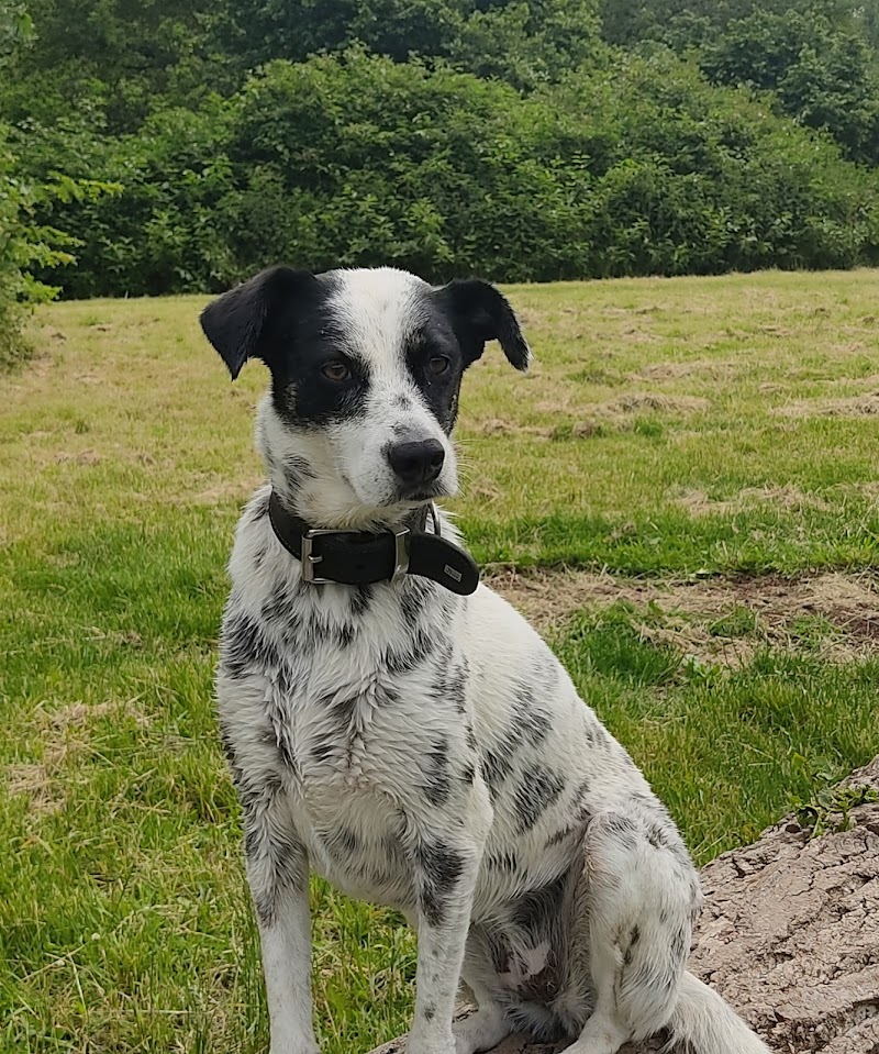 Natalie Stiller CaniOrama - Rundum entspannt mit Hund