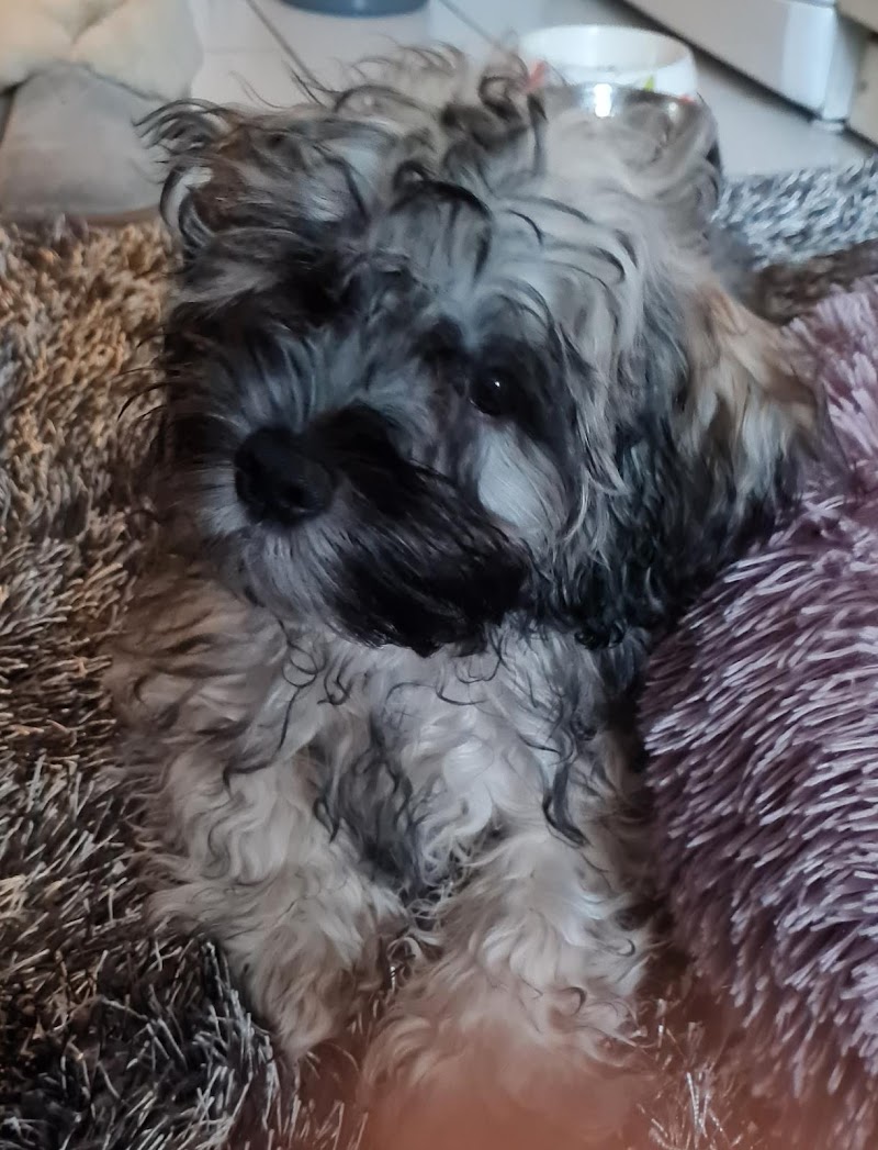 Dr. med. vet. H. Pourhassan - Düsseldorf