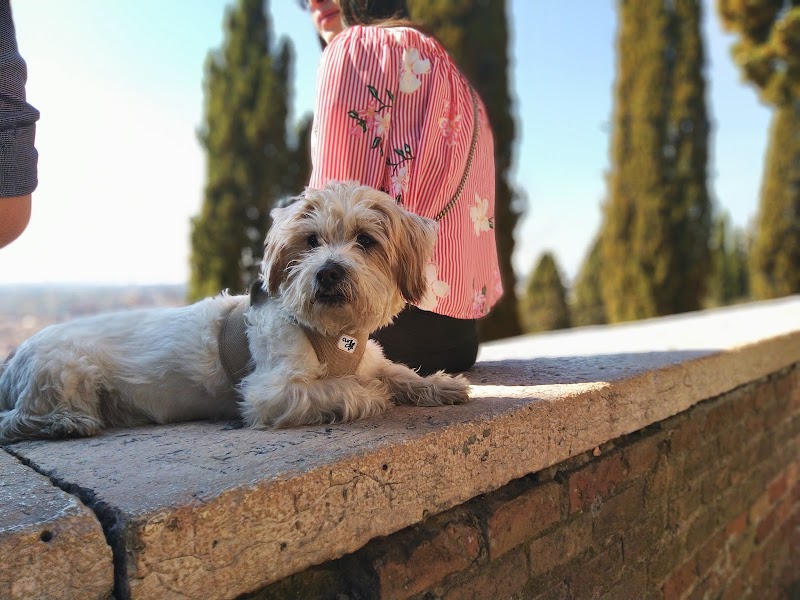 Kleintierpraxis Dr. med. vet. Monika Jösten