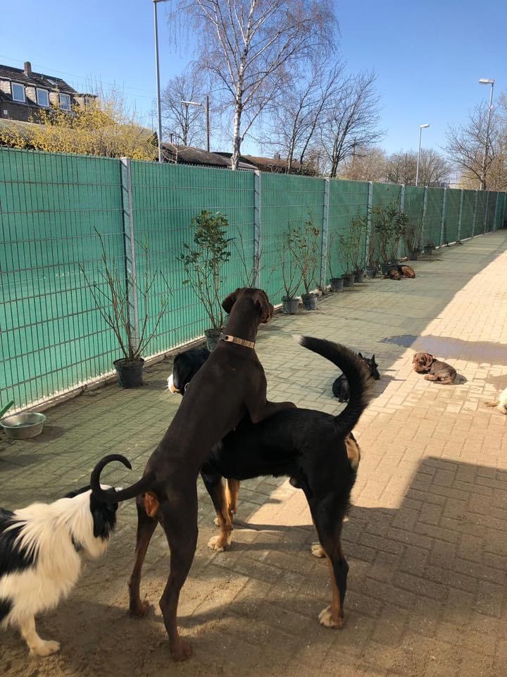 Hundetagesstätte Richtig Verknüpft