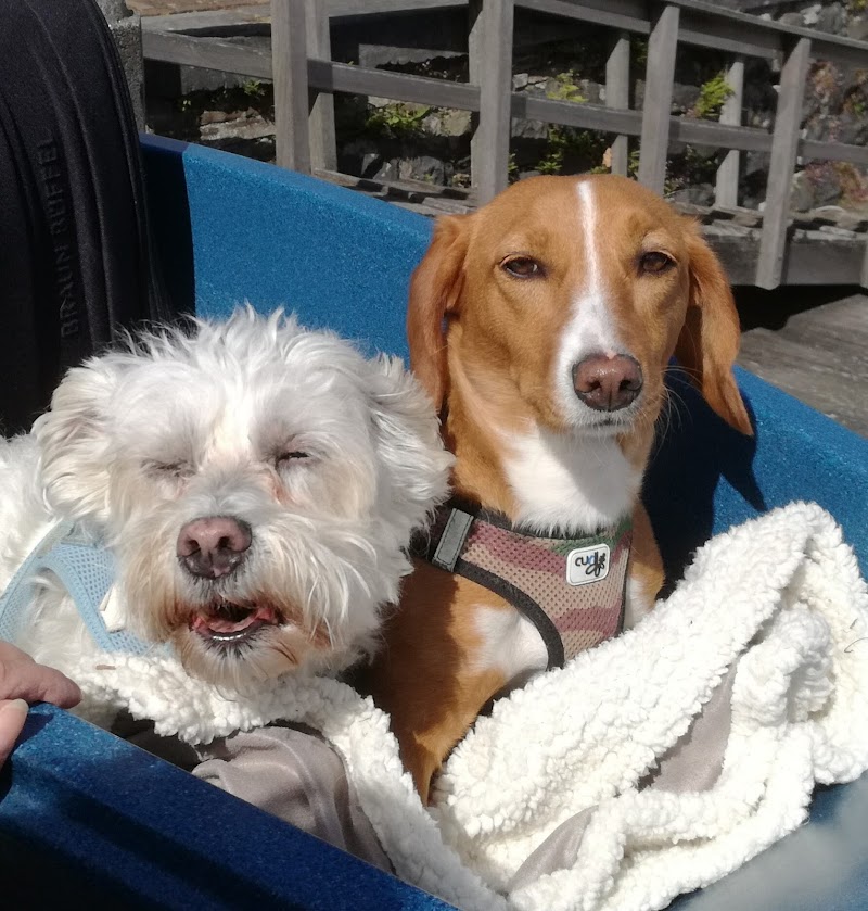 Tierambulatorium in Düsseldorf Prof. Dr. Sager/ Dr. Wingerning Tierärztliche Gem.-Praxis