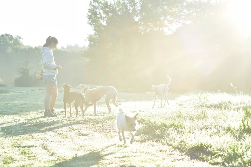 Jenny Jokiel Hundetraining