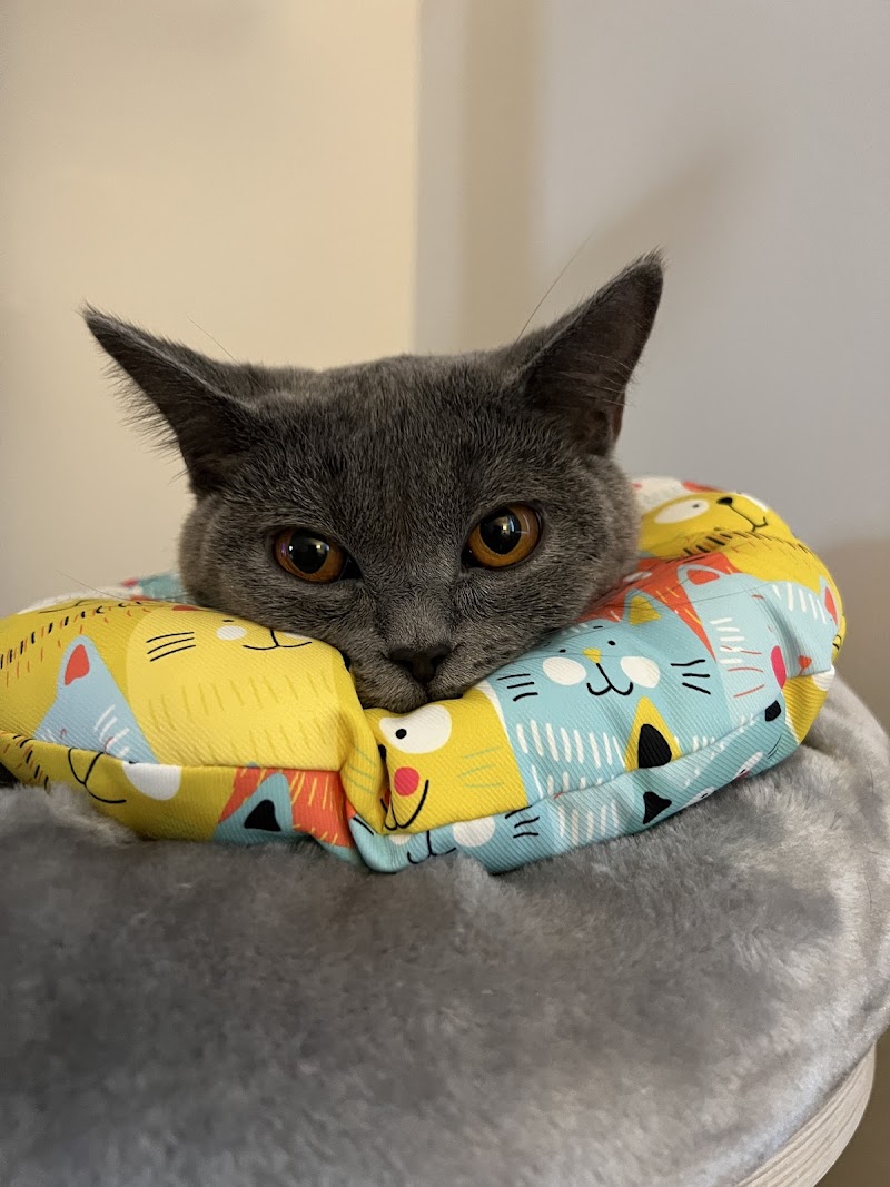 Tierärztliche Gemeinschaftspraxis Iris Ellermeier & Dr. Yvonne Chaudhry