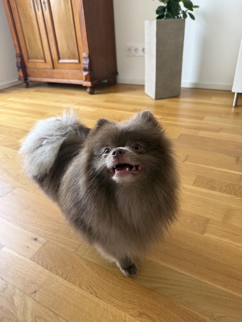 RUMO Dog Spa & Boutique