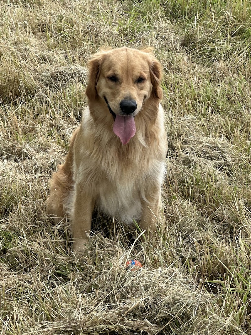 Filmtierschule und Filmtiertrainer ANIMALSTAR Düsseldorf