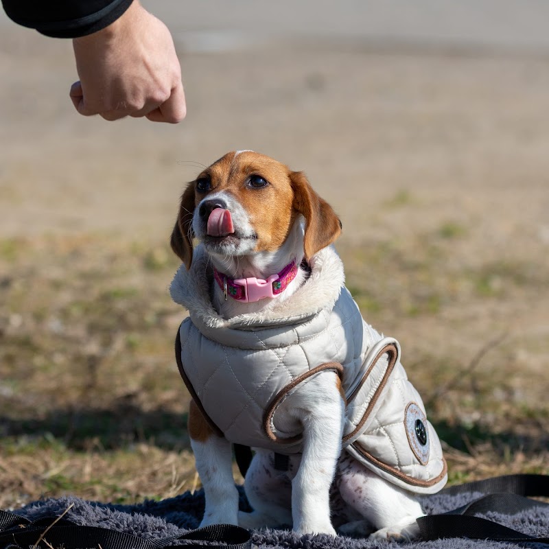 Hunde verstehen - Verhaltenstraining & Coaching