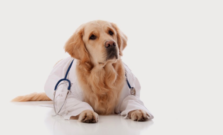 Tierarztpraxis Dr. Pintar