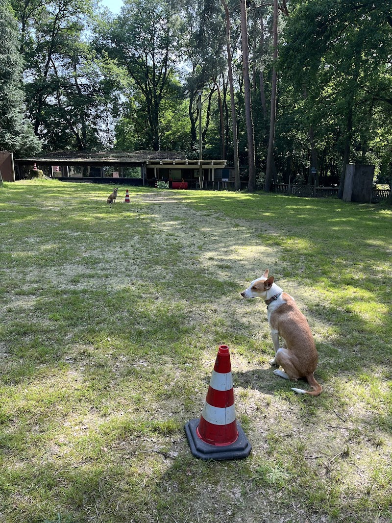 Das hat der noch nie gemacht_Hundetraining und Verhaltensberatung