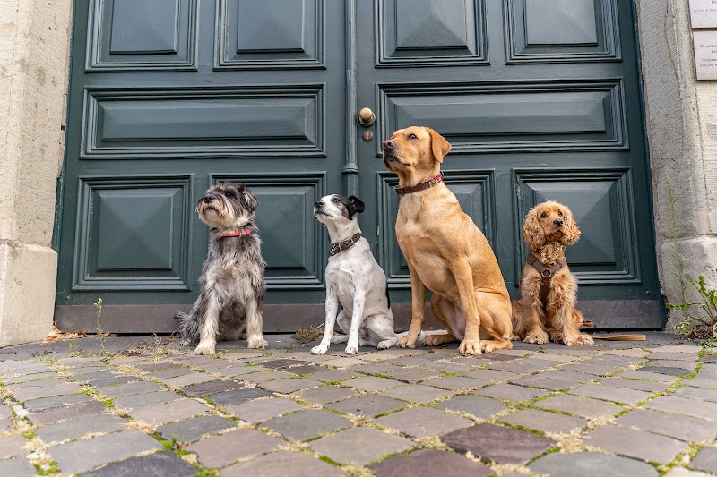 Hundetraining Sarah Kiewall