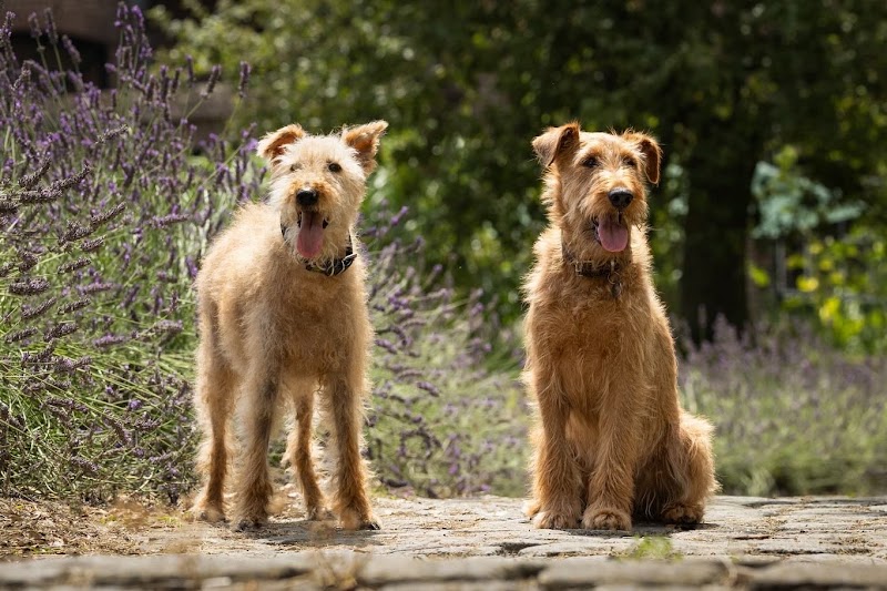 Martin Rütter Hundeschule Düsseldorf / Meerbusch