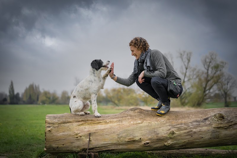 Hundetrainer Düsseldorf Katja Wollersheim