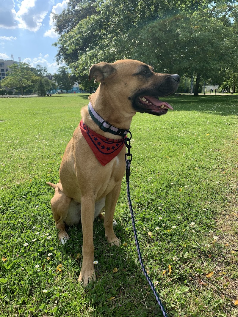 Nour die Ruhe Hundeschule