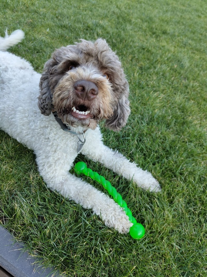 Gassi-Service bei Bedarf