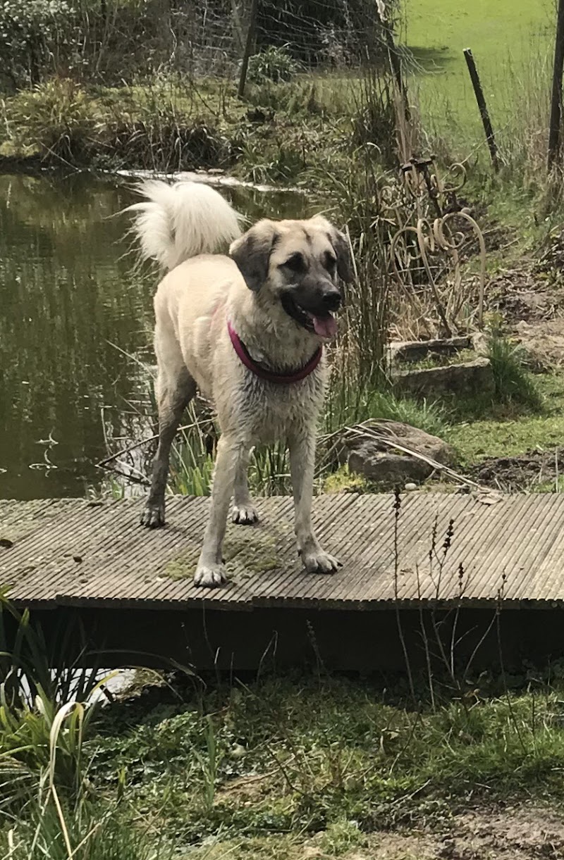 Happy-Doggies Hundebetreuung