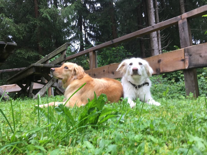 Hundehalter Coaching