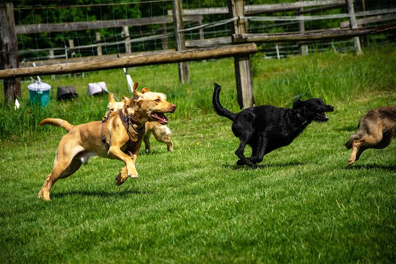 HundeArt Hundeschule Burga Torges Hilden Düsseldorf