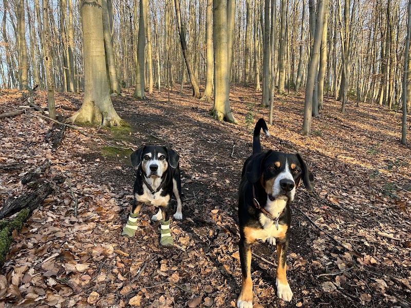 Hundeschule FAIRplay