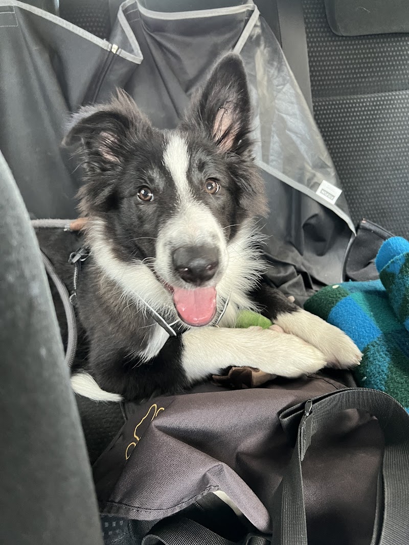 Hundetraining Outdoorpfoten