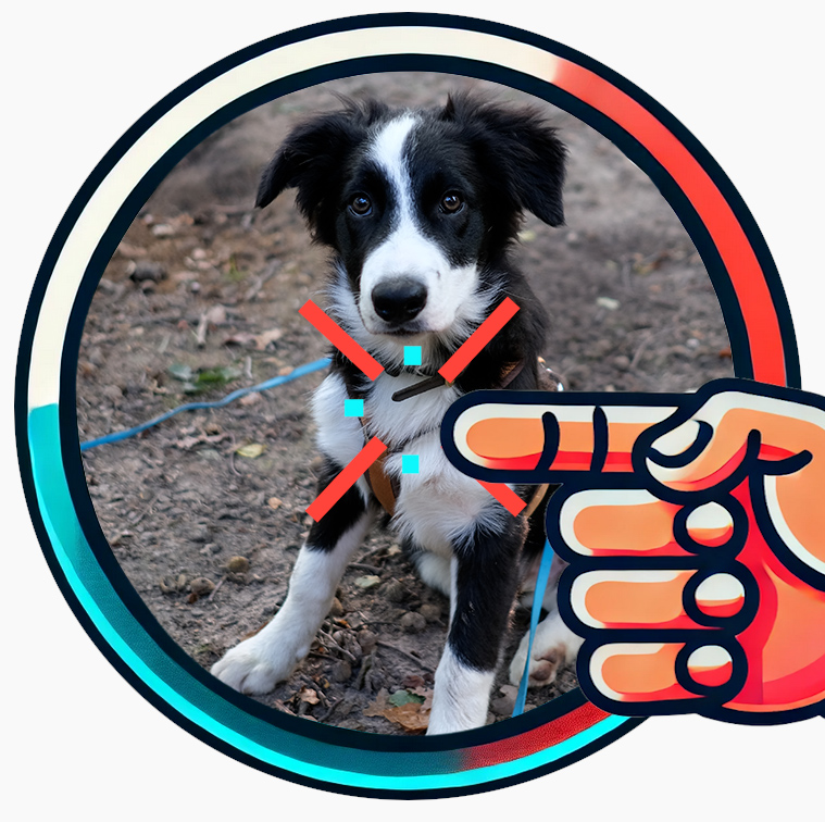 DiggiDog Interaktives Online Hundetraining