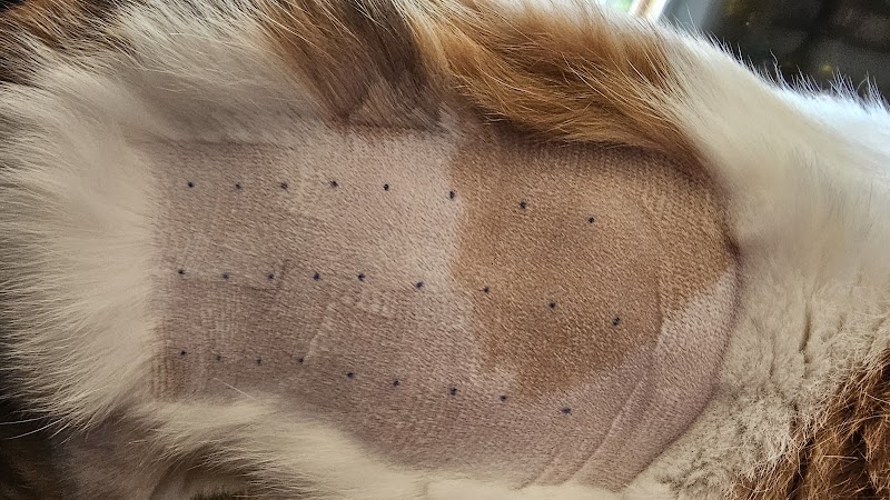 Dr. Derm - Dr. med. vet. Edda Hoffmann