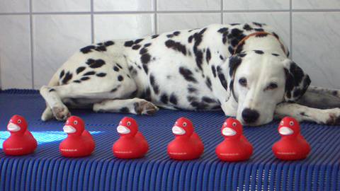 Praxis für Tierphysiotherapie und Naturheilkunde Claudia Benigni